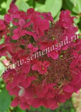 Куст.Гортензия метельчатая Вимс Ред (соцветия крупные, от белого до бордово-красного) - уменьшеная
