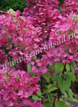 Куст.Гортензия метельчатая Даймонд Руж (цветы белые, позднее ярко-пурпурные) - уменьшеная