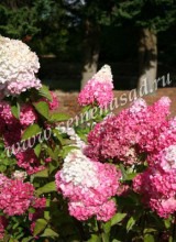 Куст.Гортензия метельчатая Фрайз Мелба (цветки белые, осенью красные) - уменьшеная