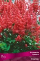 Клуб.Астильба Спартан (арендса, красный) - уменьшеная