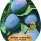 Куст.Слива Стартовая (ранний, темно-красный)  коробка - уменьшеная