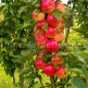 Куст.Яблоня колонновидная Арбат (скоросп., бордово-красный)  коробка - уменьшеная