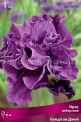 Клуб.Ирис сибирский Бандл ов Джой (пурпурно-розовый, махровый) - уменьшеная