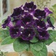 Клуб.Глоксиния Принц Альберт (пурпурно-черный)  (2)  цена за 1шт. - уменьшеная