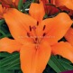 Клуб.Лилии азиат. Брунелло (насыщенно-оранжевый) (2) цена за 1шт. - уменьшеная