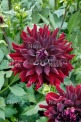 Клуб.Георгины Рип Сити (полукактусов., бордовый, бархатный) - уменьшеная