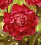 Клуб.Пион Маэстро (махровый, шаровидный, темно-красный) - уменьшеная