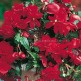 Клуб.Бегония ампельная Скарлет (ярко-красный) (2) цена 1шт. - уменьшеная