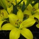 Клуб.Лилии азиат. Мона (ярко-желтый, диам.17см) (2) цена за 1шт. - уменьшеная