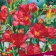 Клуб.Фрезия гибридная махровая Ред (красный)  (10)  цена за 1шт. - уменьшеная