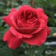 Куст.Роза парковая Рубан Руж (карминно-красный) - уменьшеная