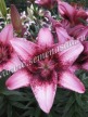 Клуб.Лилии азиат. Пёпл Дрим (танго, ярко-розовый с бордовым крапом) (2) цена за 1шт. - уменьшеная