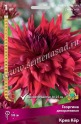 Клуб.Георгины Крев Кер (декорат., красный,  д.25см) - уменьшеная