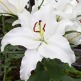 Клуб.Лилии вост. Алма-Ата (белоснежный с коричн.пыльниками)  (2)  цена за 1шт. - уменьшеная