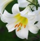 Клуб.Лилии трубчат. Ригейл Альбум (белый с желтым центром)  (2)  цена за 1шт. - уменьшеная