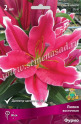 Клуб.Лилии вост. Фурио (ярко-красный, края белые волнистые)  (2)  цена за 1шт. - уменьшеная