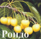 Куст.Черешня Рондо (ранний,зимостойкий, плоды желтые, сладкие)  коробка - уменьшеная