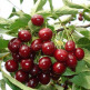 Куст.Черешня Слава Жукова (раннеспелый,плоды темно-красного цвета - уменьшеная