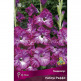 Клуб.Гладиолусы Наблус Раффл (гофрированный, пурпурно-сиреневый с белым акцентом) (10)  цена за 1шт. - уменьшеная