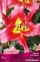 Клуб.Лилии ОТ-гибрид Сатисфекшн (красный с желтым горлом, крупный)  (2) цена за 1шт. - уменьшеная