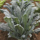 Капуста Листовая Фитнес Поиск цв.п. 0,1гр (лидер здорового питания, очень декоративна) - уменьшеная