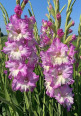 Клуб.Гладиолусы Цера Корфинио (гафрир., лилово-фиолетовый)  (10)  цена за 1шт. - уменьшеная