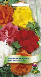 Цв.Бегония Лето в Петергофе клубневая Поиск  15шт. (комнатн.) - уменьшеная