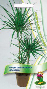 Цв.Кордилина южная (драцена) Поиск  5шт (комнатн.) - уменьшеная