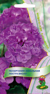Цв.Пеларгония Люстра Виолет зональная Поиск 5шт. (комнатн.) - уменьшеная