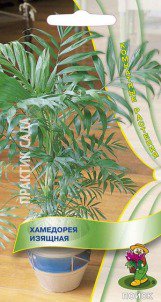 Цв.Хамедорея Изящная Поиск 5шт. (комнатн.) - уменьшеная