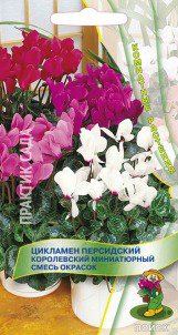 Цв.Цикламен персидский Корол.миниат. смесь окрасок Поиск 2шт (комнатн.) - уменьшеная