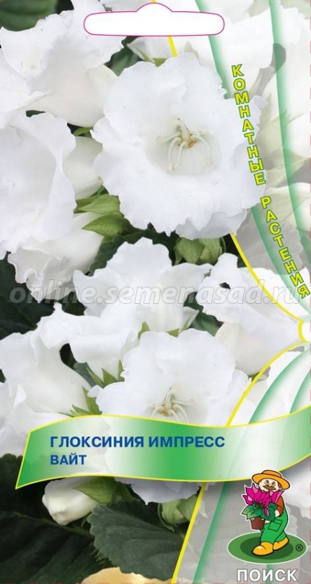 Цв.Глоксиния Импресс Вайт Поиск 5шт. (комнатн.)