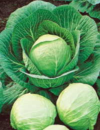 Капуста Чудо на хранение F1 УД цв.п. 0,5гр (позднеспелый, плотный)