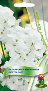 Цв.Пеларгония Люстра Вайт зональная Поиск 5шт (комнатн.)